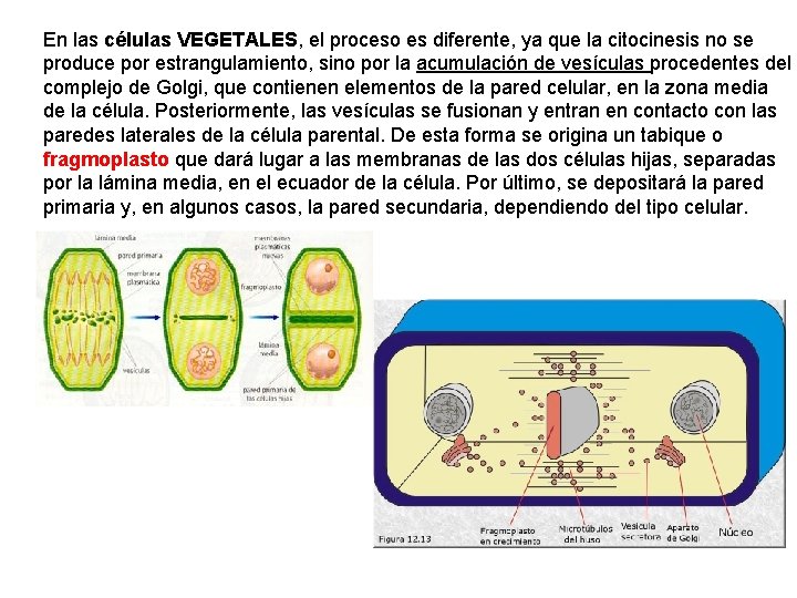 En las células VEGETALES, el proceso es diferente, ya que la citocinesis no se