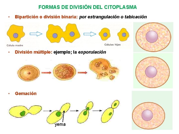 FORMAS DE DIVISIÓN DEL CITOPLASMA • Bipartición o división binaria: por estrangulación o tabicación