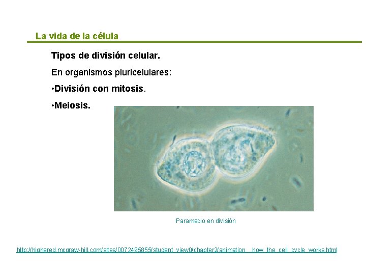 La vida de la célula Tipos de división celular. En organismos pluricelulares: • División