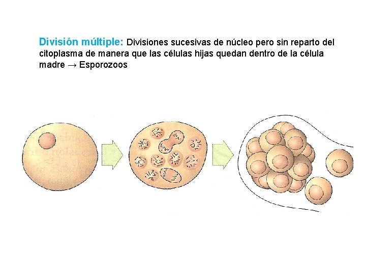 División múltiple: Divisiones sucesivas de núcleo pero sin reparto del citoplasma de manera que