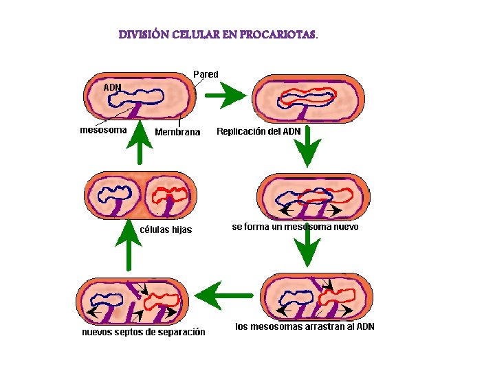 DIVISIÓN CELULAR EN PROCARIOTAS. 