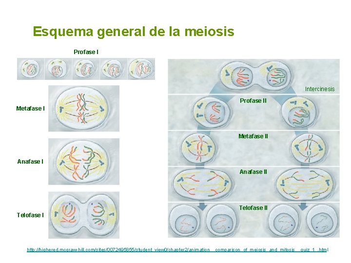 Esquema general de la meiosis Profase I Intercinesis Profase II Metafase II Anafase II