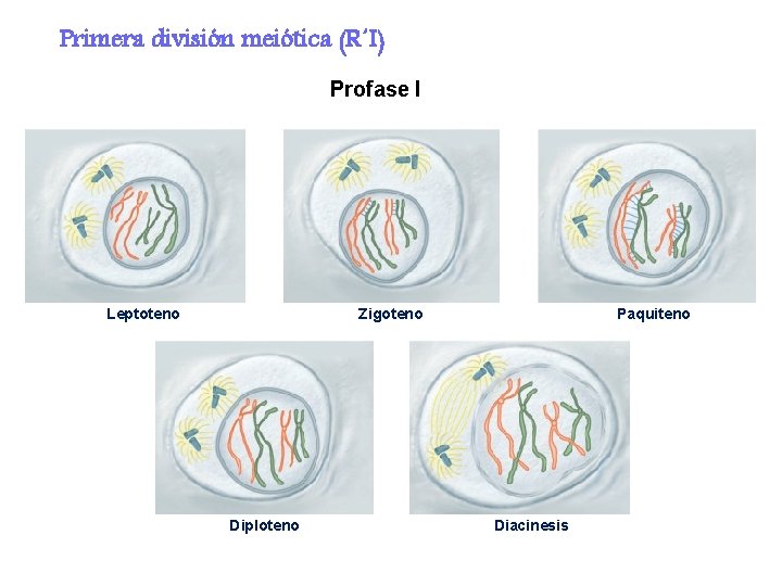 Primera división meiótica (R´I) Profase I Leptoteno Zigoteno Diploteno Paquiteno Diacinesis 