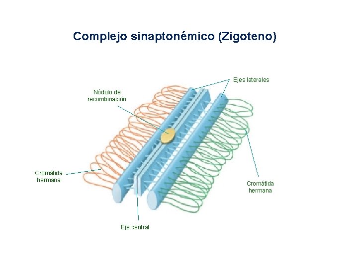 Complejo sinaptonémico (Zigoteno) Ejes laterales Nódulo de recombinación Cromátida hermana Eje central 