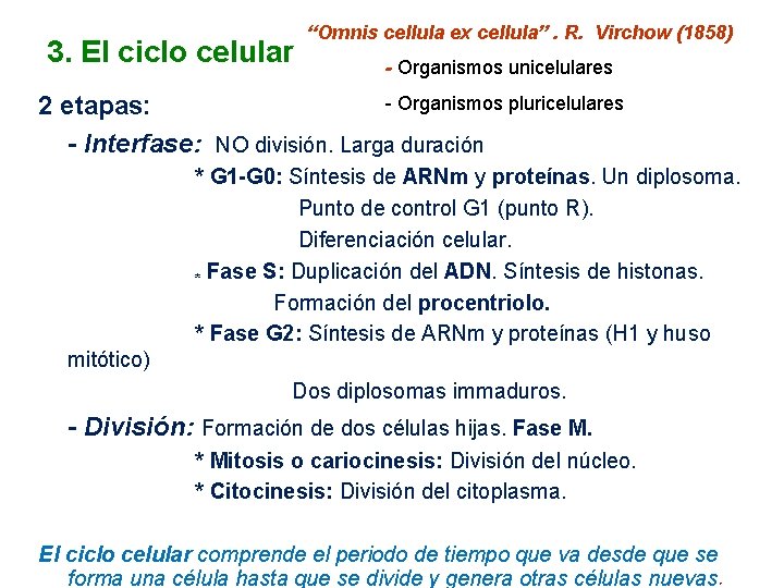 3. El ciclo celular “Omnis cellula ex cellula”. R. Virchow (1858) - Organismos unicelulares