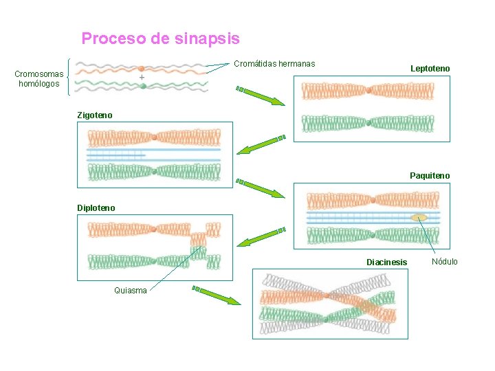 Proceso de sinapsis Cromátidas hermanas Leptoteno Cromosomas homólogos Zigoteno Paquiteno Diploteno Diacinesis Quiasma Nódulo