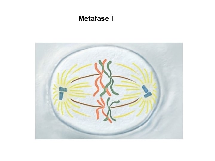 Metafase I 