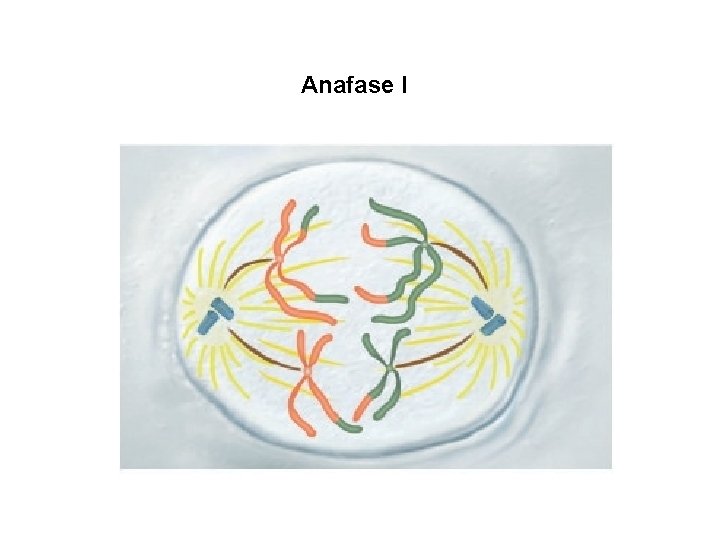 Anafase I 
