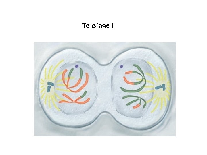 Telofase I 