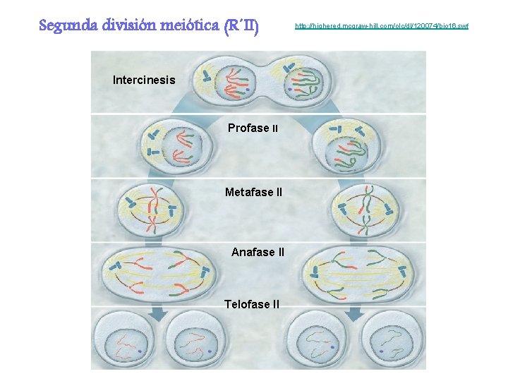 Segunda división meiótica (R´II) Intercinesis Profase II Metafase II Anafase II Telofase II http: