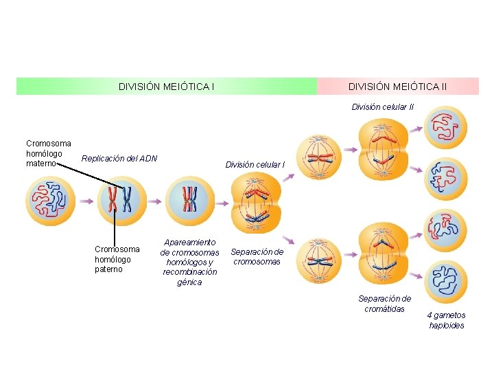 DIVISIÓN MEIÓTICA II División celular II Cromosoma homólogo materno Replicación del ADN Cromosoma homólogo