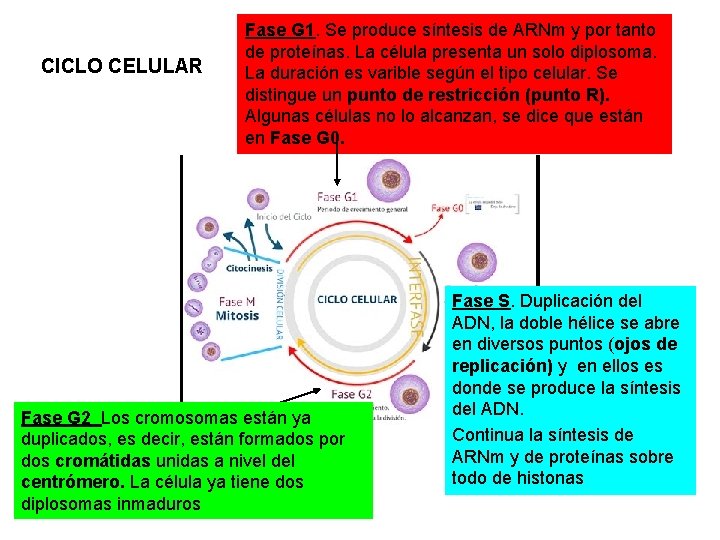 CICLO CELULAR Fase G 1. Se produce síntesis de ARNm y por tanto de