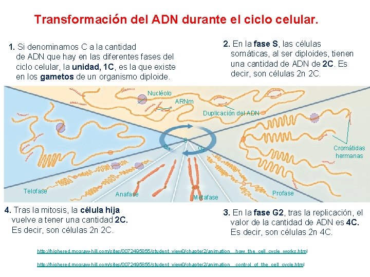 Transformación del ADN durante el ciclo celular. 2. En la fase S, las células