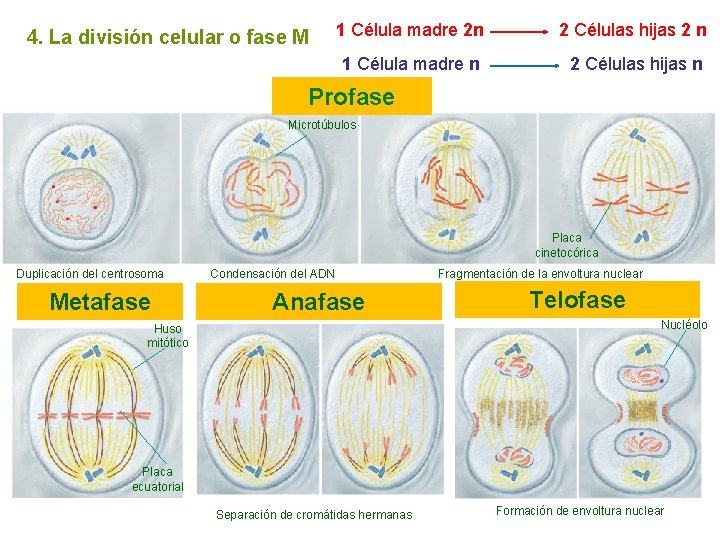 4. La división celular o fase M 1 Célula madre 2 n 2 Células