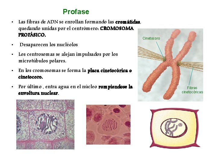 Profase • Las fibras de ADN se enrollan formando las cromátidas, quedando unidas por