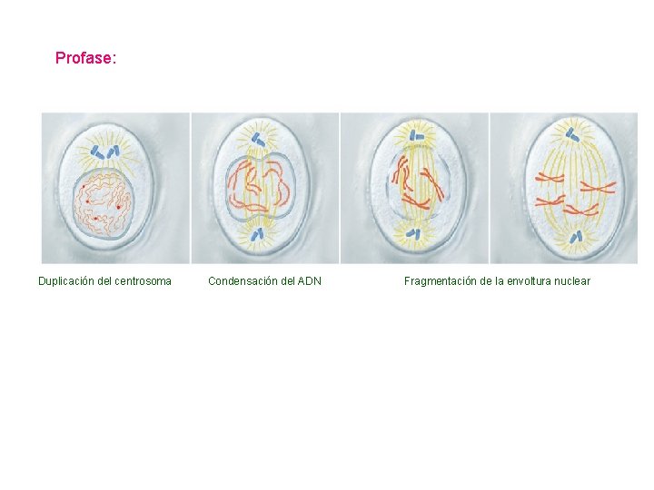 Profase: Duplicación del centrosoma Condensación del ADN Fragmentación de la envoltura nuclear 