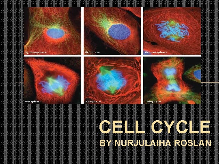 CELL CYCLE BY NURJULAIHA ROSLAN 