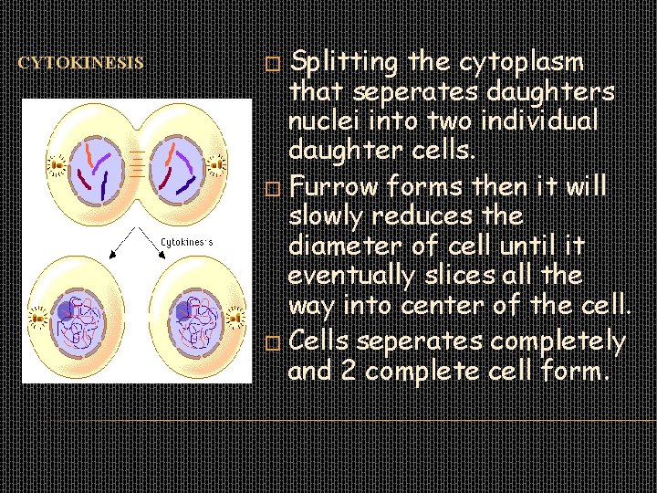 CYTOKINESIS � Splitting the cytoplasm that seperates daughters nuclei into two individual daughter cells.