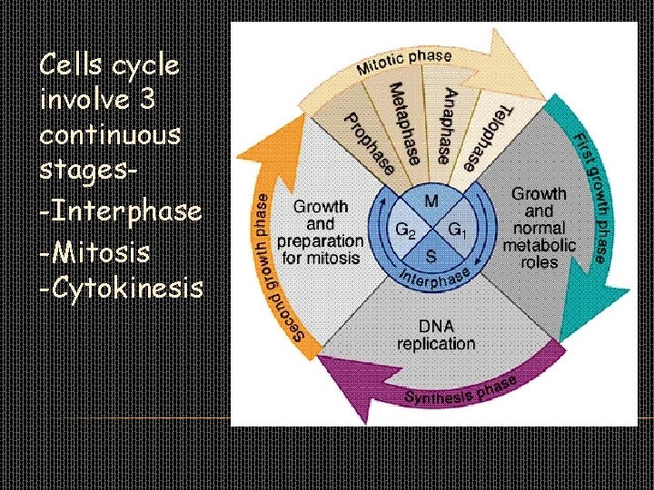 Cells cycle involve 3 continuous stages-Interphase -Mitosis -Cytokinesis 