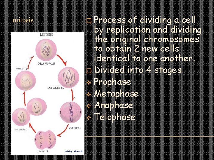 mitosis MITOSIS � Process of dividing a cell by replication and dividing the original