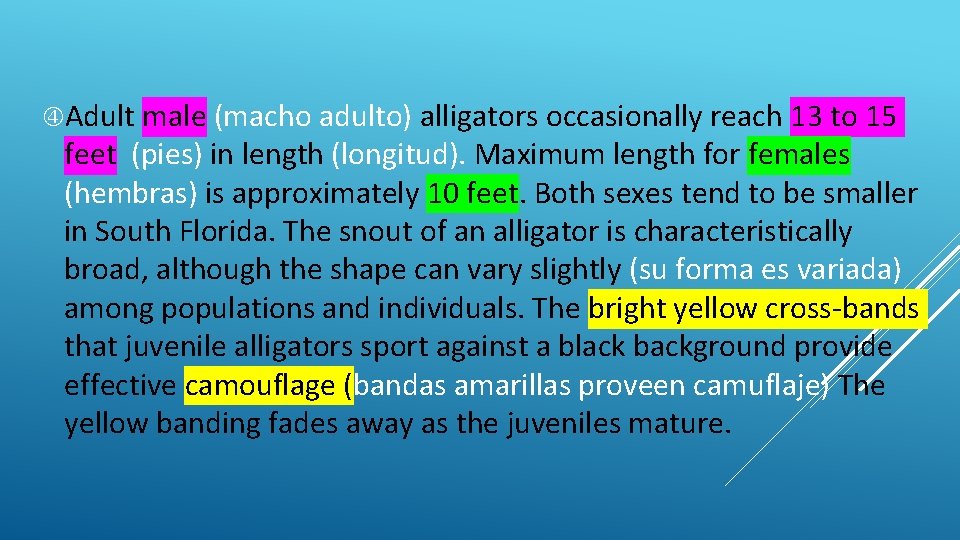  Adult male (macho adulto) alligators occasionally reach 13 to 15 feet (pies) in