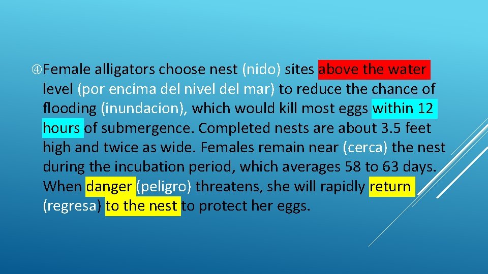  Female alligators choose nest (nido) sites above the water level (por encima del
