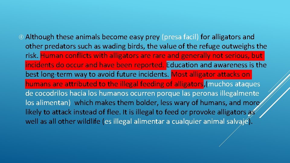  Although these animals become easy prey (presa facil) for alligators and other predators