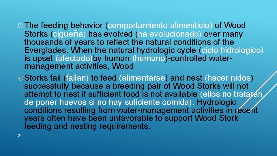  The feeding behavior (comportamiento alimenticio) of Wood Storks (cigueña) has evolved (ha evolucionado)