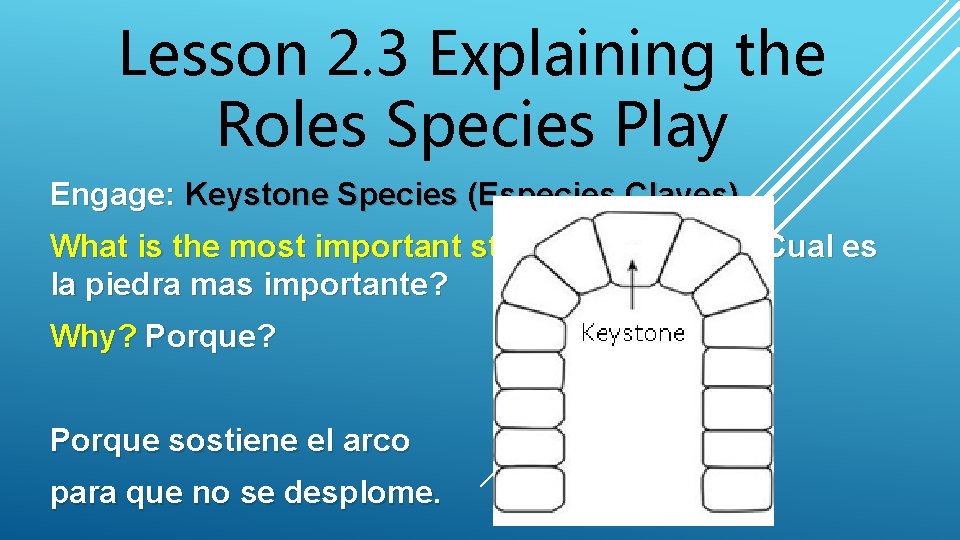 Lesson 2. 3 Explaining the Roles Species Play Engage: Keystone Species (Especies Claves) What