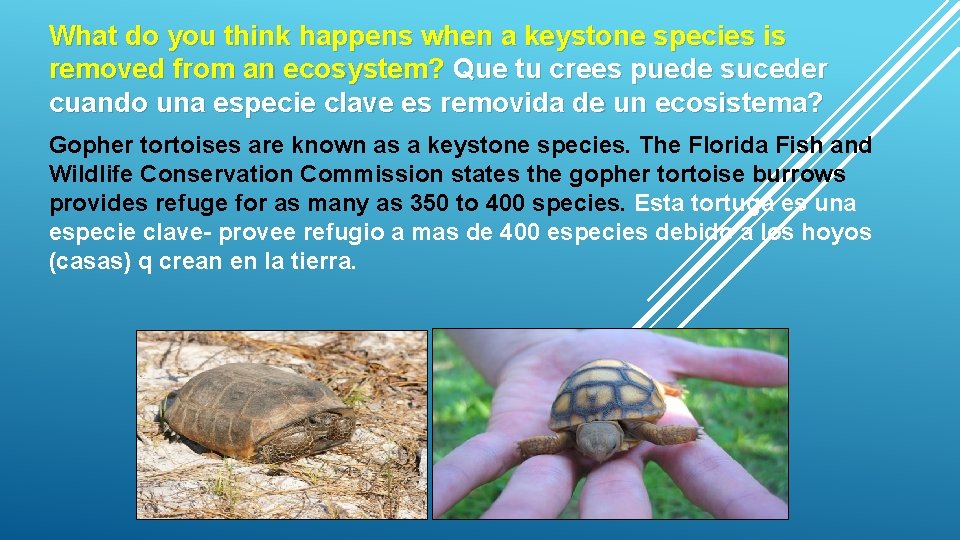 What do you think happens when a keystone species is removed from an ecosystem?