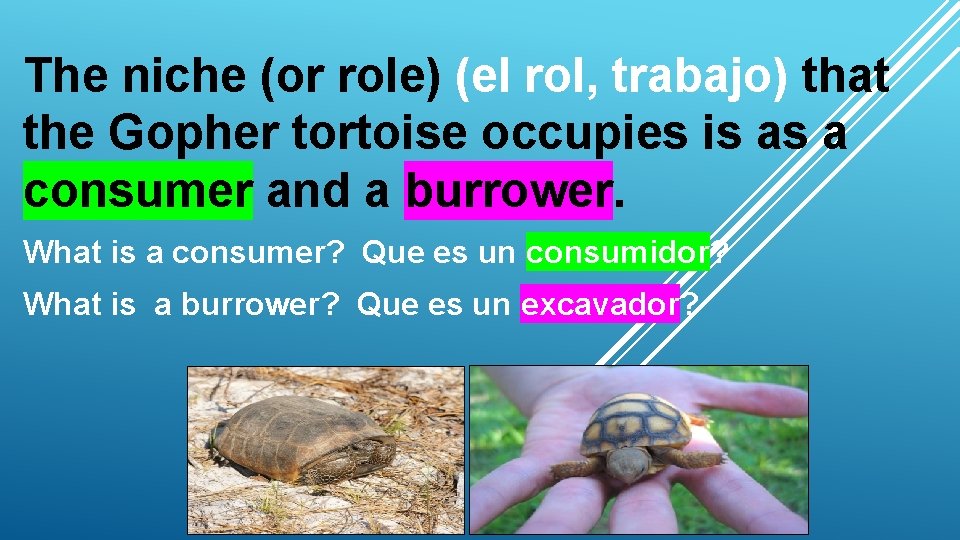 The niche (or role) (el rol, trabajo) that the Gopher tortoise occupies is as