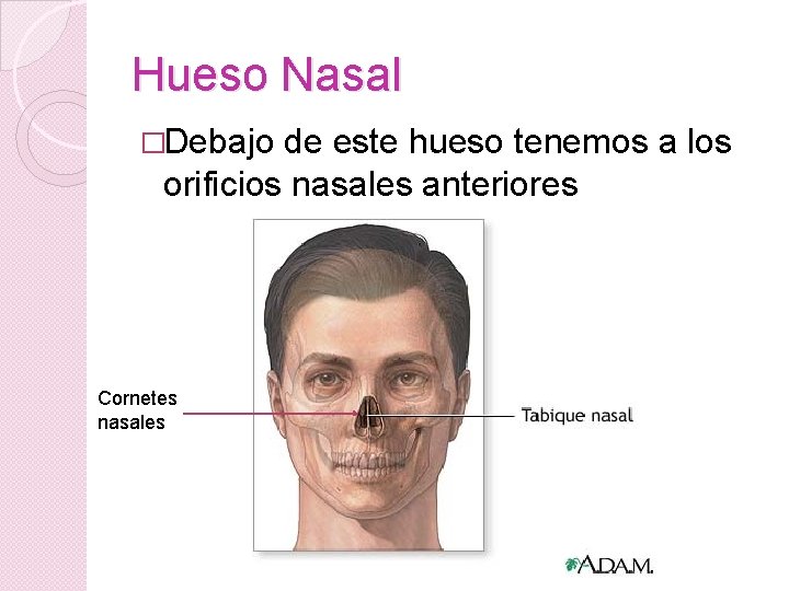 Hueso Nasal �Debajo de este hueso tenemos a los orificios nasales anteriores Cornetes nasales