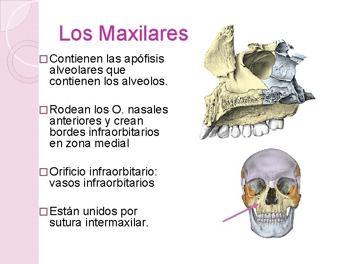 Los Maxilares � Contienen las apófisis alveolares que contienen los alveolos. � Rodean los