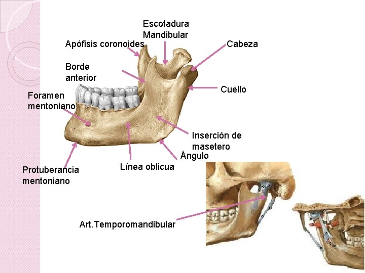 Escotadura Mandibular Apófisis coronoides Cabeza Borde anterior Cuello Foramen mentoniano Inserción de masetero Ángulo