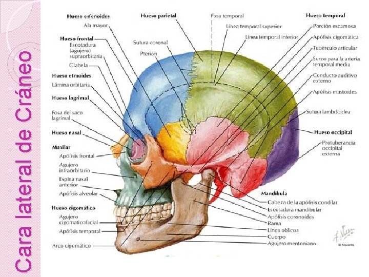 Cara lateral de Cráneo 