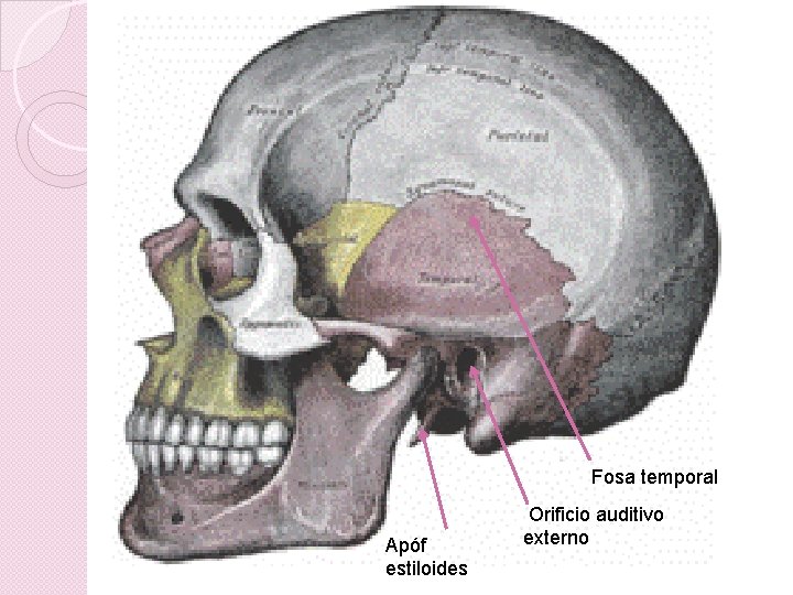 Fosa temporal Apóf estiloides Orificio auditivo externo 