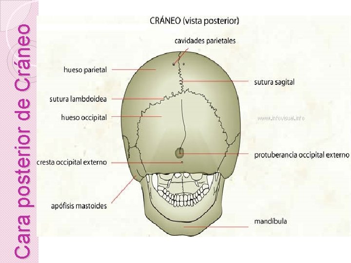 Cara posterior de Cráneo 