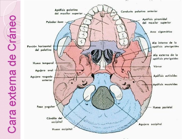 Cara externa de Cráneo 