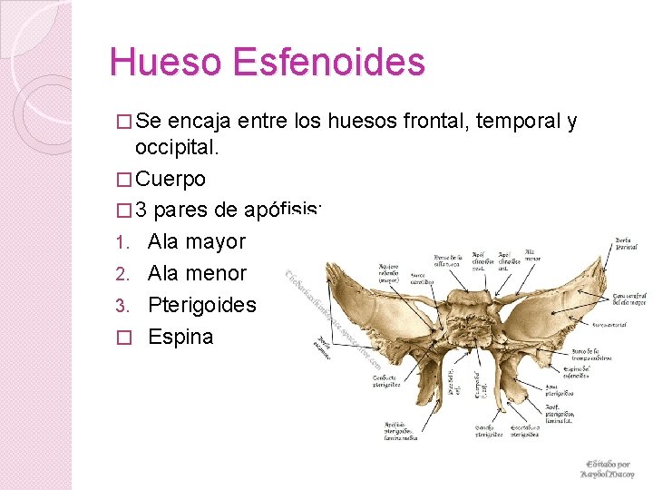 Hueso Esfenoides � Se encaja entre los huesos frontal, temporal y occipital. � Cuerpo