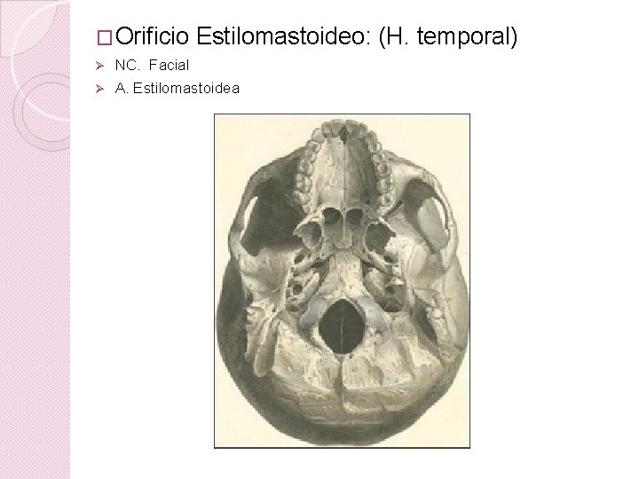 �Orificio Estilomastoideo: (H. temporal) Ø NC. Facial Ø A. Estilomastoidea 