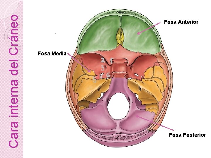 Cara interna del Cráneo Fosa Anterior Fosa Media Fosa Posterior 
