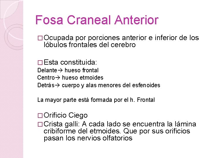 Fosa Craneal Anterior � Ocupada porciones anterior e inferior de los lóbulos frontales del