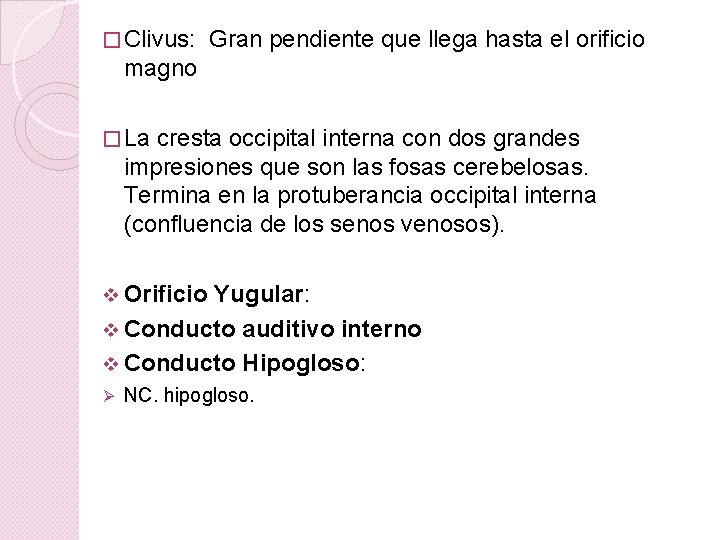 � Clivus: Gran pendiente que llega hasta el orificio magno � La cresta occipital