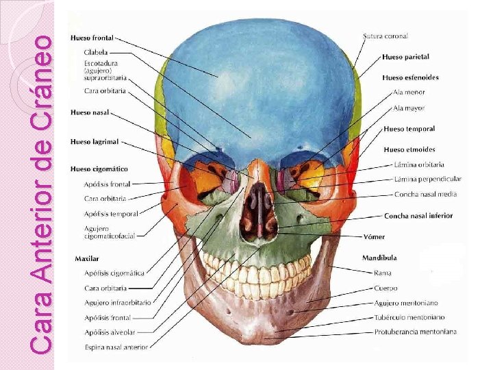 Cara Anterior de Cráneo 