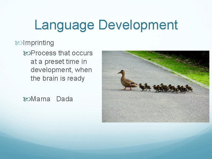 Language Development Imprinting Process that occurs at a preset time in development, when the