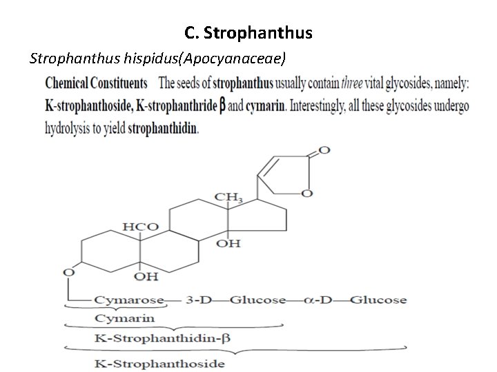 C. Strophanthus hispidus(Apocyanaceae) 