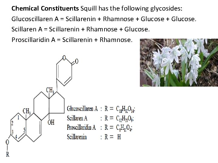 Chemical Constituents Squill has the following glycosides: Glucoscillaren A = Scillarenin + Rhamnose +