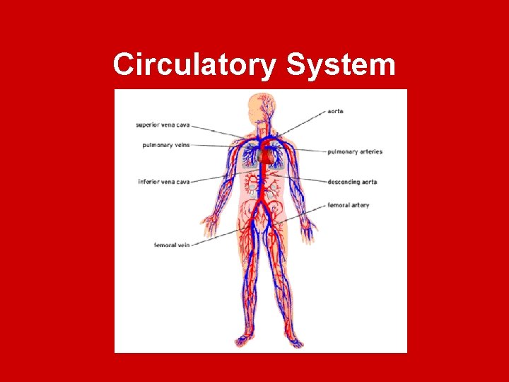 Circulatory System 