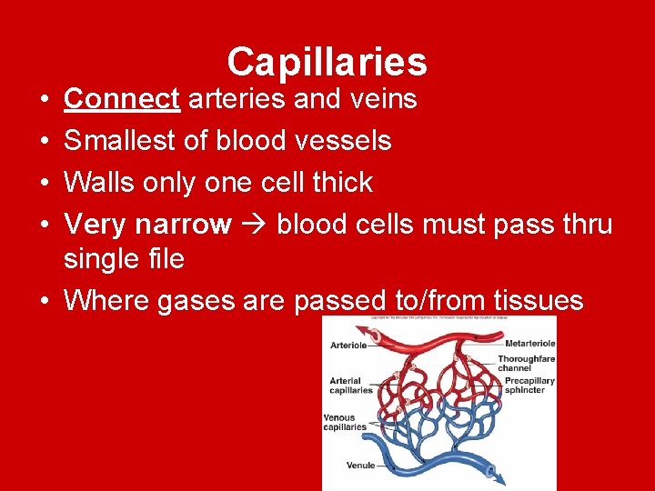  • • Capillaries Connect arteries and veins Smallest of blood vessels Walls only