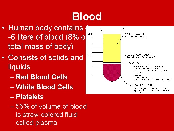 Blood • Human body contains 4 -6 liters of blood (8% of total mass